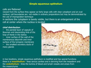 Simple squamous epithelium cells are flattened v iewed from the surface they appear as fairly large cells with clear cytoplasm and a n  oval nucleus ; c ell boundaries are  not visible in ordinary preparations   but may be   demonstrated by  the use of impregnation technique i n sections the cytoplasm is barely visible, but there is an enlargement of the cell at center where the nucleus is  locate d c hief distribution :  the parietal layer of capsule of  Bowman and descending limb of the  loop of Henle in the kidney inner surface of the wall of the  membranous labyrinth and inner  surface of the tympanic membrane the smallest excretory ducts of  many glands i n two locations, simple squamous epithelium  is modified and has special functions there is a  mesothelium   -  lines serous cavities   and  is deriving  from the mesoderm  a nd  the   endothelium   -  lines the lumina of blood and lymph vessels and arises from the   mesenchyme 