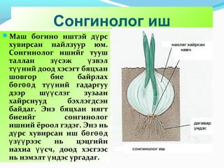Сонгинолог иш
Маш богино иштэй д рсү
хувирсан найлзуур юм.
Сонгинолог ишийг тууш
таллан з сэж звэлү ү
т ний доод хэсэгт бяцханүү
шовгор бие байрлах
б г д т ний гадаргууө өө үү
дээр ш слэг зузаанүү
хайрснууд бэхлэгдсэн
байдаг. Энэ бяцхан нягт
биеийг сонгинолог
ишний ёроол гэдэг. Энэ нь
д рс хувирсан иш б г дү ө өө
з рээс нь цэцгийнү үү
нахиа сч, доод хэсгээсүү
нь нэмэлт ндэс ургадаг.ү
 