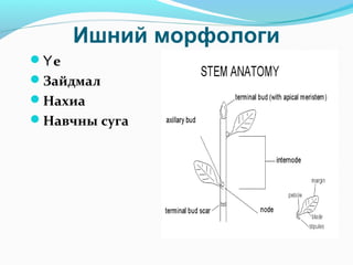 Ишний морфологи
 еҮ
Зайдмал
Нахиа
Навчны суга
 
