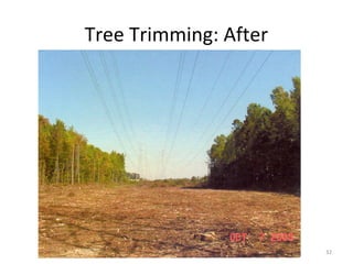 Tree Trimming: After
32
 