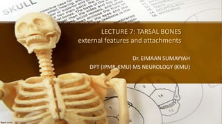 LECTURE 7: TARSAL BONES
external features and attachments
Dr. EIMAAN SUMAYYAH
DPT (IPMR-KMU) MS NEUROLOGY (KMU)
 