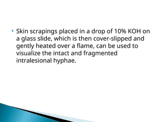  Skin scrapings placed in a drop of 10% KOH on
a glass slide, which is then cover-slipped and
gently heated over a flame, can be used to
visualize the intact and fragmented
intralesional hyphae.
 