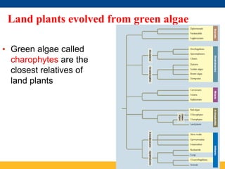 Comprehensive Overview of Plant Diversity and Evolution on Earth | PDF