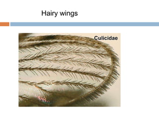 Insect wings | PPTX