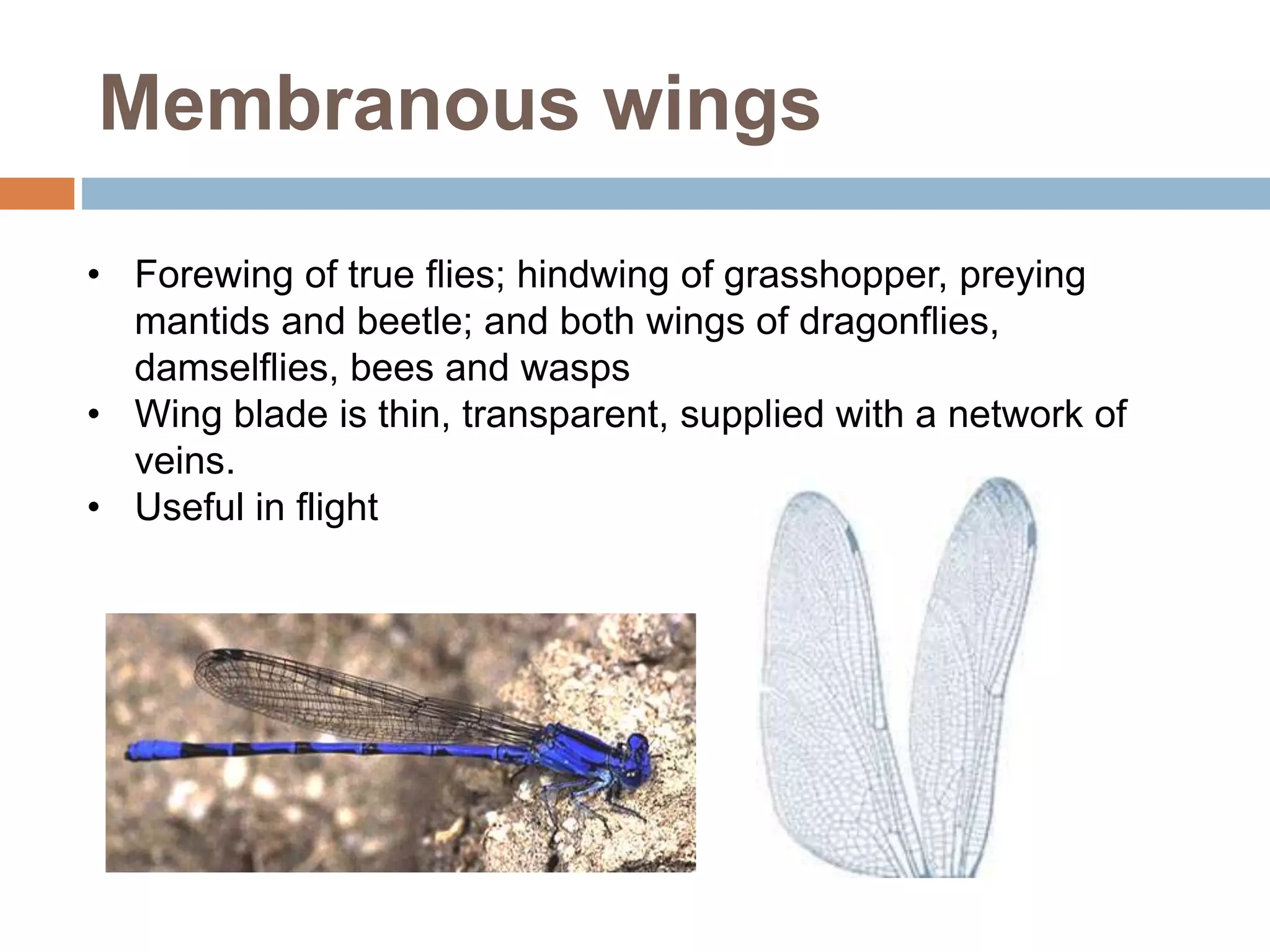Forwing Insect Structure Insect wings | PPTX