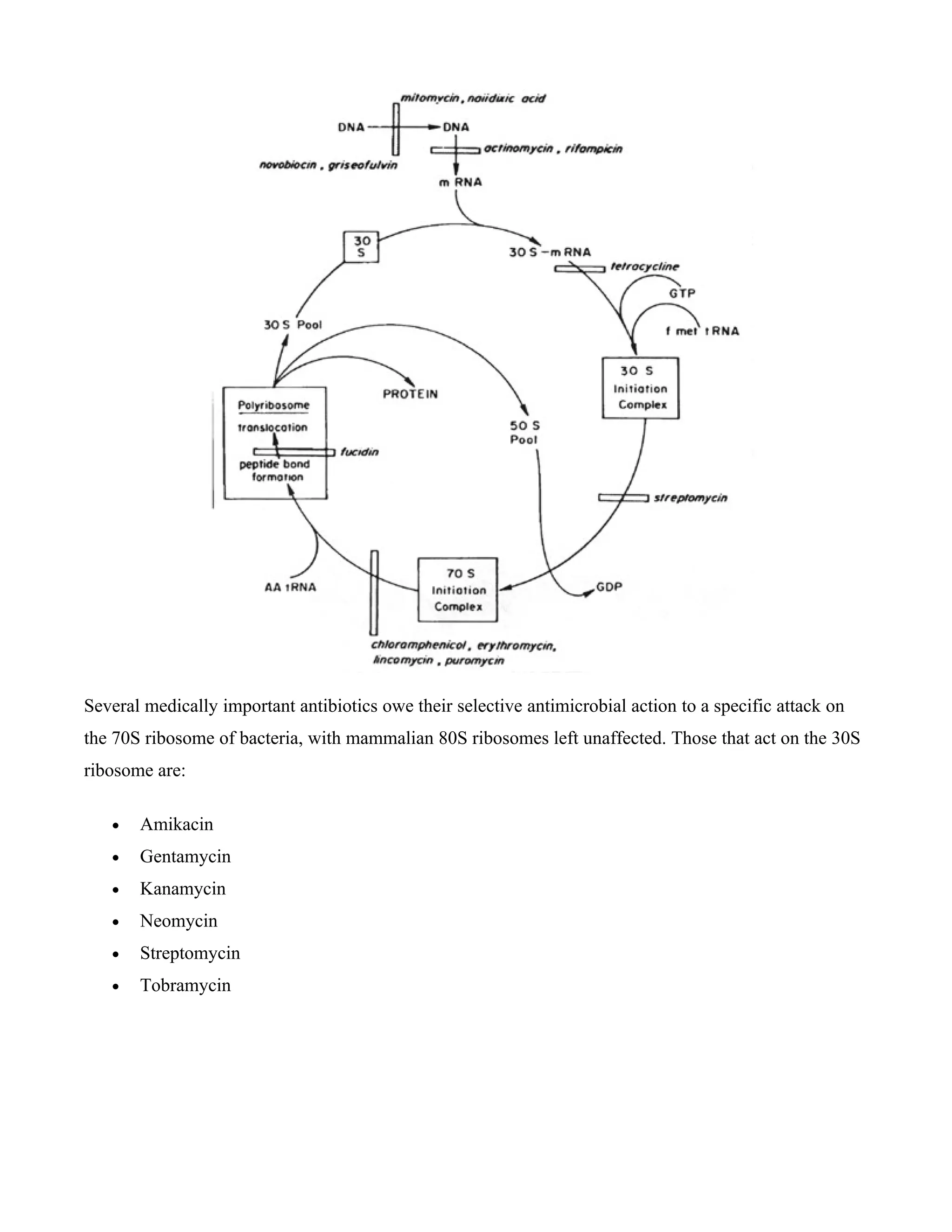 Several medically important antibiotics owe their selective antimicrobial action to a specific attack on
the 70S ribosome of bacteria, with mammalian 80S ribosomes left unaffected. Those that act on the 30S
ribosome are:

   •   Amikacin
   •   Gentamycin
   •   Kanamycin
   •   Neomycin
   •   Streptomycin
   •   Tobramycin
 