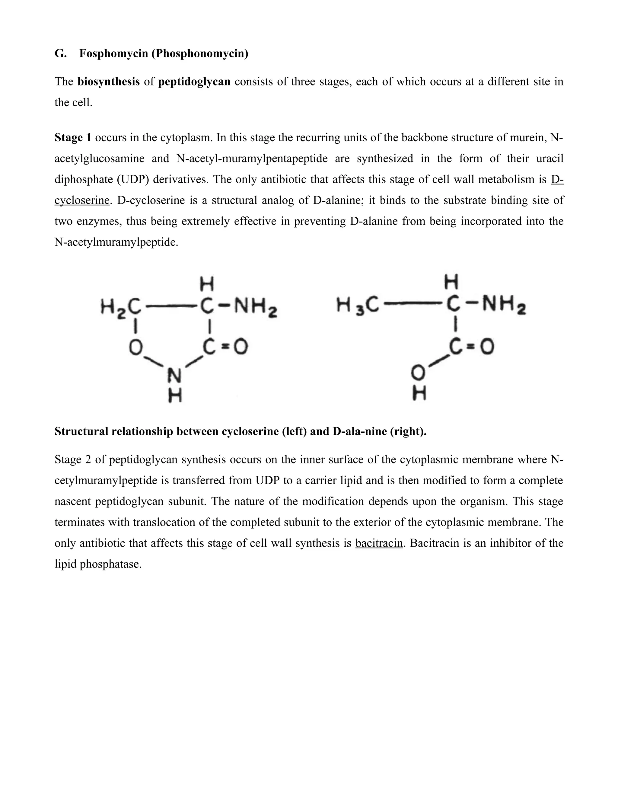 G.   Fosphomycin (Phosphonomycin)

The biosynthesis of peptidoglycan consists of three stages, each of which occurs at a different site in
the cell.

Stage 1 occurs in the cytoplasm. In this stage the recurring units of the backbone structure of murein, N-
acetylglucosamine and N-acetyl-muramylpentapeptide are synthesized in the form of their uracil
diphosphate (UDP) derivatives. The only antibiotic that affects this stage of cell wall metabolism is D-
cycloserine. D-cycloserine is a structural analog of D-alanine; it binds to the substrate binding site of
two enzymes, thus being extremely effective in preventing D-alanine from being incorporated into the
N-acetylmuramylpeptide.




Structural relationship between cycloserine (left) and D-ala-nine (right).

Stage 2 of peptidoglycan synthesis occurs on the inner surface of the cytoplasmic membrane where N-
cetylmuramylpeptide is transferred from UDP to a carrier lipid and is then modified to form a complete
nascent peptidoglycan subunit. The nature of the modification depends upon the organism. This stage
terminates with translocation of the completed subunit to the exterior of the cytoplasmic membrane. The
only antibiotic that affects this stage of cell wall synthesis is bacitracin. Bacitracin is an inhibitor of the
lipid phosphatase.
 