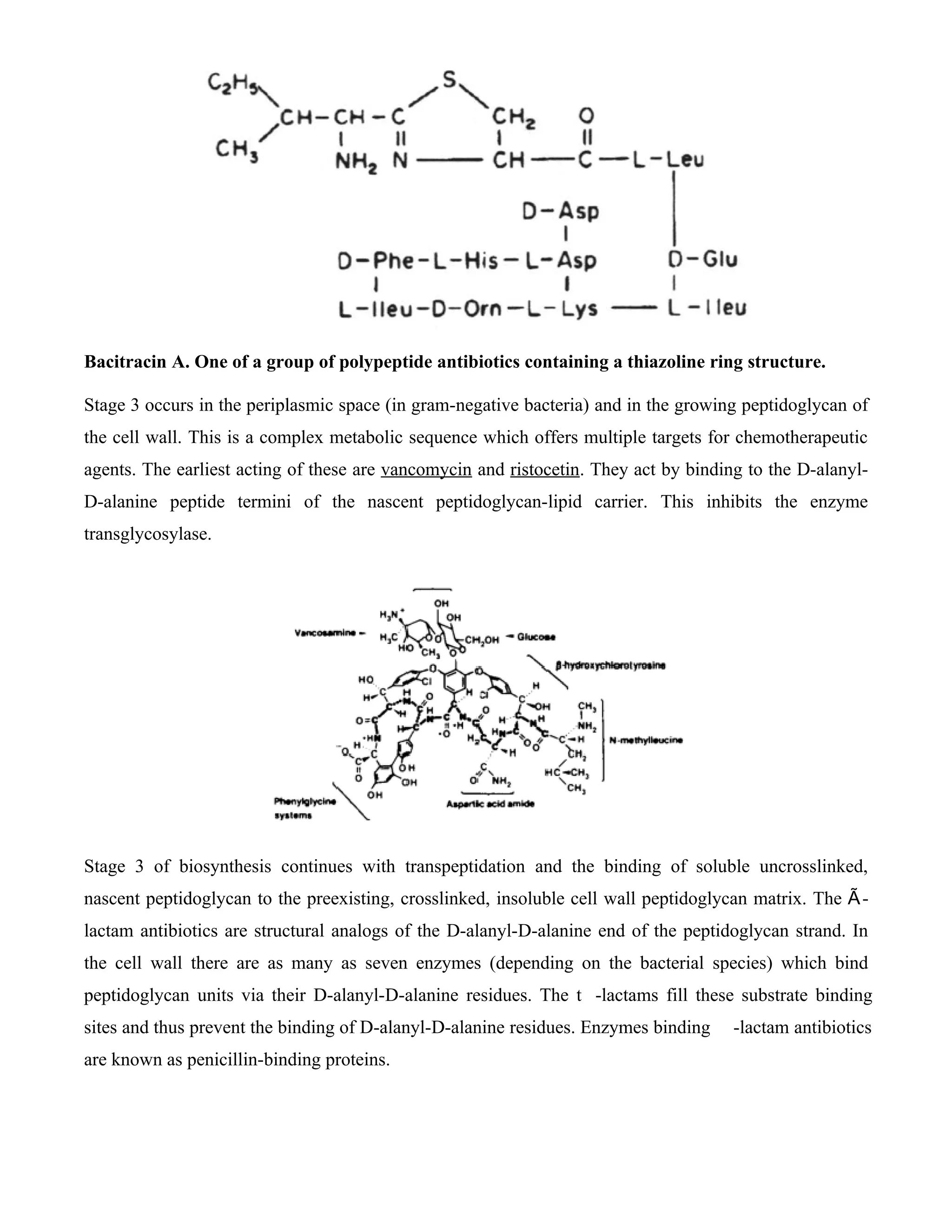 Bacitracin A. One of a group of polypeptide antibiotics containing a thiazoline ring structure.

Stage 3 occurs in the periplasmic space (in gram-negative bacteria) and in the growing peptidoglycan of
the cell wall. This is a complex metabolic sequence which offers multiple targets for chemotherapeutic
agents. The earliest acting of these are vancomycin and ristocetin. They act by binding to the D-alanyl-
D-alanine peptide termini of the nascent peptidoglycan-lipid carrier. This inhibits the enzyme
transglycosylase.




Stage 3 of biosynthesis continues with transpeptidation and the binding of soluble uncrosslinked,
nascent peptidoglycan to the preexisting, crosslinked, insoluble cell wall peptidoglycan matrix. The Ã -
lactam antibiotics are structural analogs of the D-alanyl-D-alanine end of the peptidoglycan strand. In
the cell wall there are as many as seven enzymes (depending on the bacterial species) which bind
peptidoglycan units via their D-alanyl-D-alanine residues. The t -lactams fill these substrate binding
sites and thus prevent the binding of D-alanyl-D-alanine residues. Enzymes binding    -lactam antibiotics
are known as penicillin-binding proteins.
 