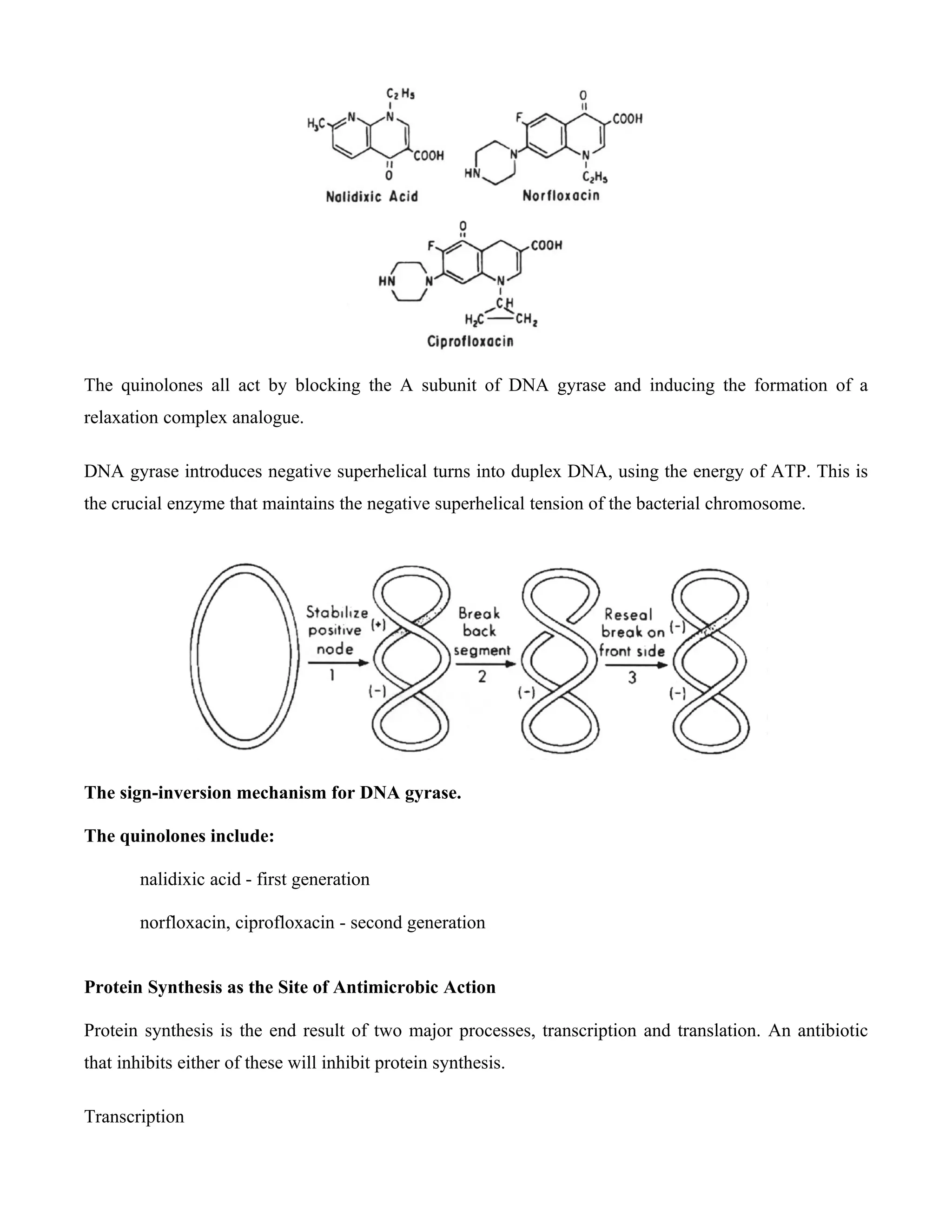 The quinolones all act by blocking the A subunit of DNA gyrase and inducing the formation of a
relaxation complex analogue.

DNA gyrase introduces negative superhelical turns into duplex DNA, using the energy of ATP. This is
the crucial enzyme that maintains the negative superhelical tension of the bacterial chromosome.




The sign-inversion mechanism for DNA gyrase.

The quinolones include:

        nalidixic acid - first generation

        norfloxacin, ciprofloxacin - second generation


Protein Synthesis as the Site of Antimicrobic Action

Protein synthesis is the end result of two major processes, transcription and translation. An antibiotic
that inhibits either of these will inhibit protein synthesis.

Transcription
 