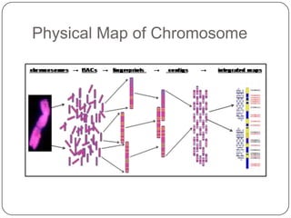 Physical Map of Chromosome
 