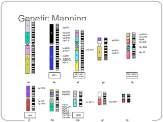 Genetic Mapping
 