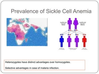 Prevalence of Sickle Cell Anemia




Heterozygotes have distinct advantages over homozygotes.

Selective advantages in case of malaria infection.
 
