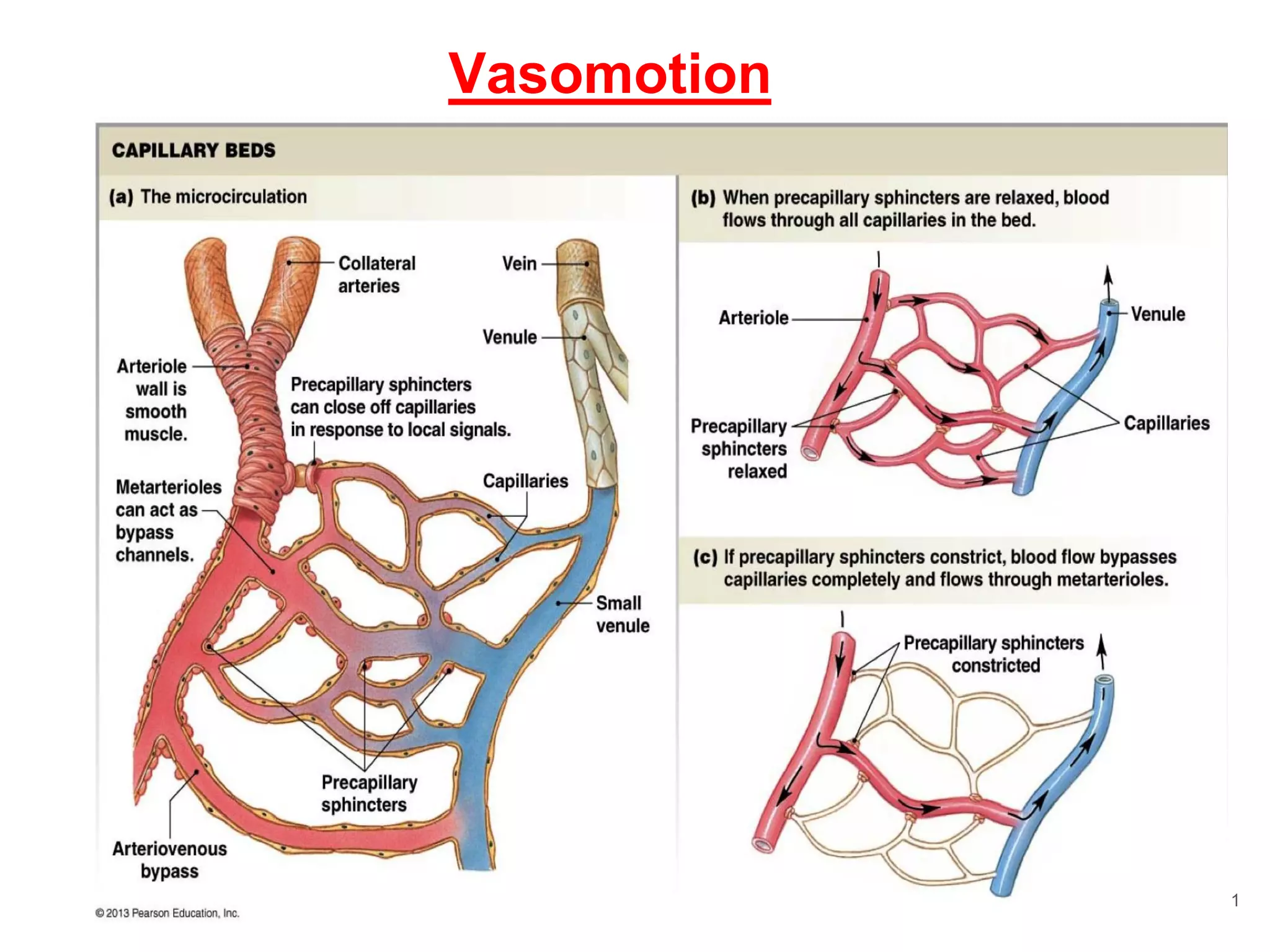 Lecture 78 control of blood flow2020 | PPT