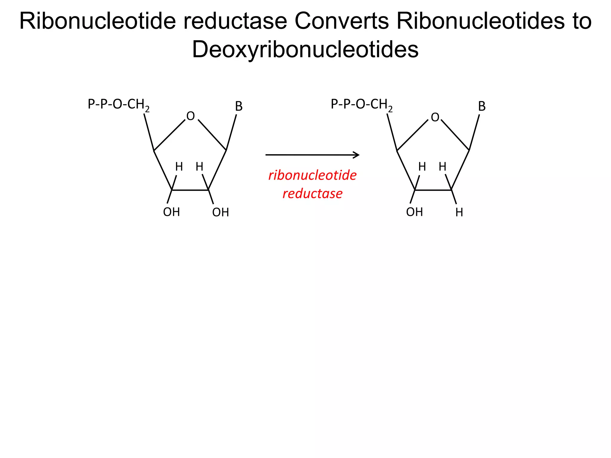 O
OHOH
BP-P-O-CH2
H H
O
HOH
BP-P-O-CH2
H H
ribonucleotide
reductase
Ribonucleotide reductase Converts Ribonucleotides to
Deoxyribonucleotides
 