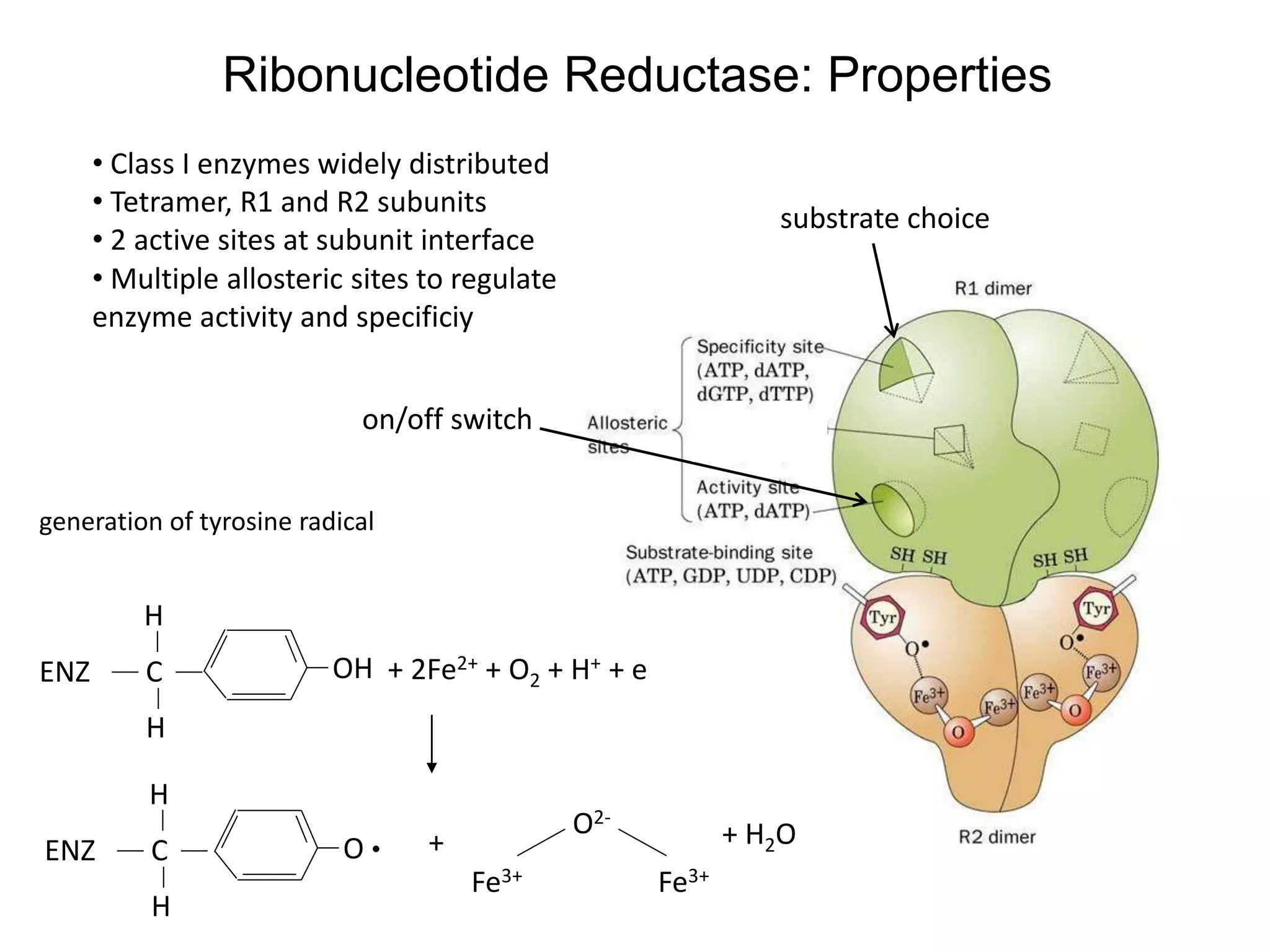 Ribonucleotide Reductase: Properties
• Class I enzymes widely distributed
• Tetramer, R1 and R2 subunits
• 2 active sites at subunit interface
O
OH + 2Fe2+ + O2 + H+ + e
Fe3+
O2-
Fe3+
+ H2O
C
+
H
H
ENZ
C
H
H
ENZ
generation of tyrosine radical
on/off switch
substrate choice
• Multiple allosteric sites to regulate
enzyme activity and specificiy
 