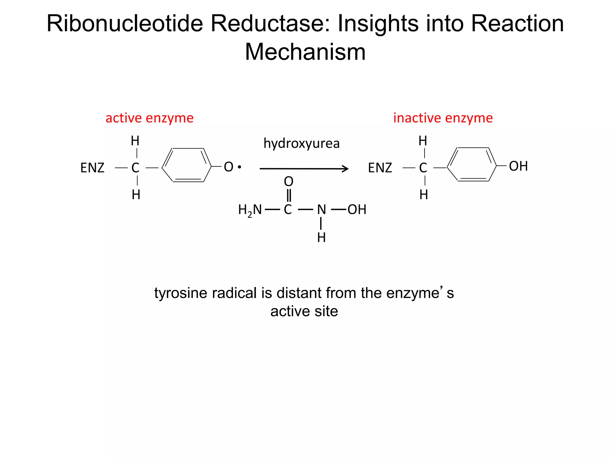 Ribonucleotide Reductase: Insights into Reaction
Mechanism
OC
H
H
ENZ OHC
H
H
ENZ
C N OH
H
O
H2N
hydroxyurea
active enzyme inactive enzyme
tyrosine radical is distant from the enzyme’s
active site
 