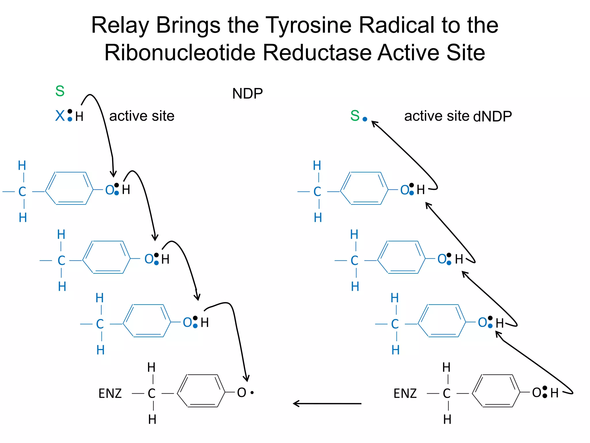 OC
H
H
ENZ
OC
H
H
OC
H
H
OC
H
H
X active site
OC
H
H
ENZ
OC
H
H
OC
H
H
OC
H
H
S active site
Relay Brings the Tyrosine Radical to the
Ribonucleotide Reductase Active Site
H
H
H
H
H
H
H
H
NDP
dNDP
S
 