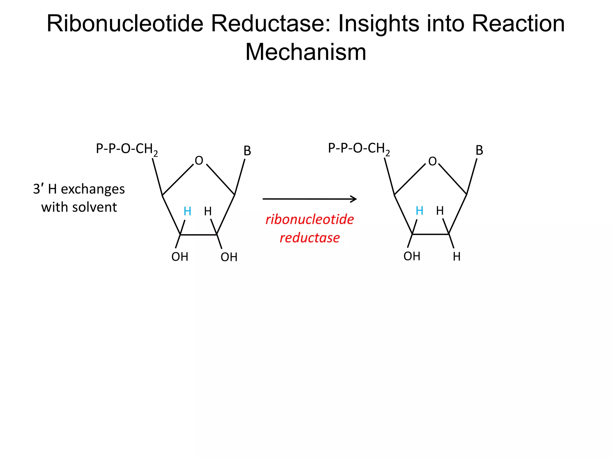 O
OHOH
BP-P-O-CH2
H H
3′ H exchanges
with solvent
Ribonucleotide Reductase: Insights into Reaction
Mechanism
O
HOH
BP-P-O-CH2
H H
ribonucleotide
reductase
 