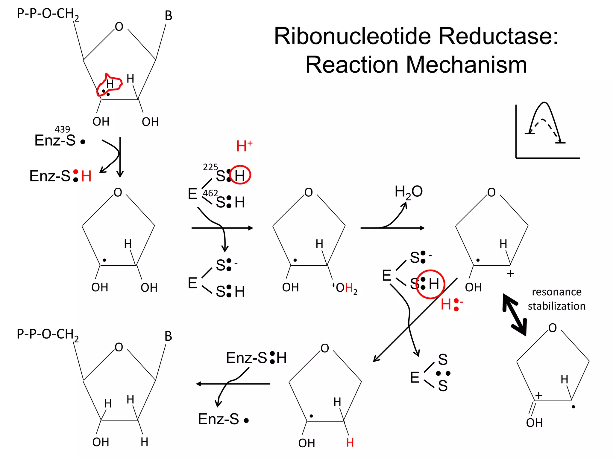 O
OHOH
O
+OH2OH
O
OH
+
O
OH H
O
OH
BP-P-O-CH2
H
H
O
OHOH
BP-P-O-CH2
H H
H H H
H H
Enz-S
Enz-S
E
S H
S H
E
S -
S H
H2O
O
OH
+
H
E
S -
S H
E
S
S
H+
H -
Enz-S H
Enz-S
Ribonucleotide Reductase:
Reaction Mechanism
439
225
462
H
resonance
stabilization
 
