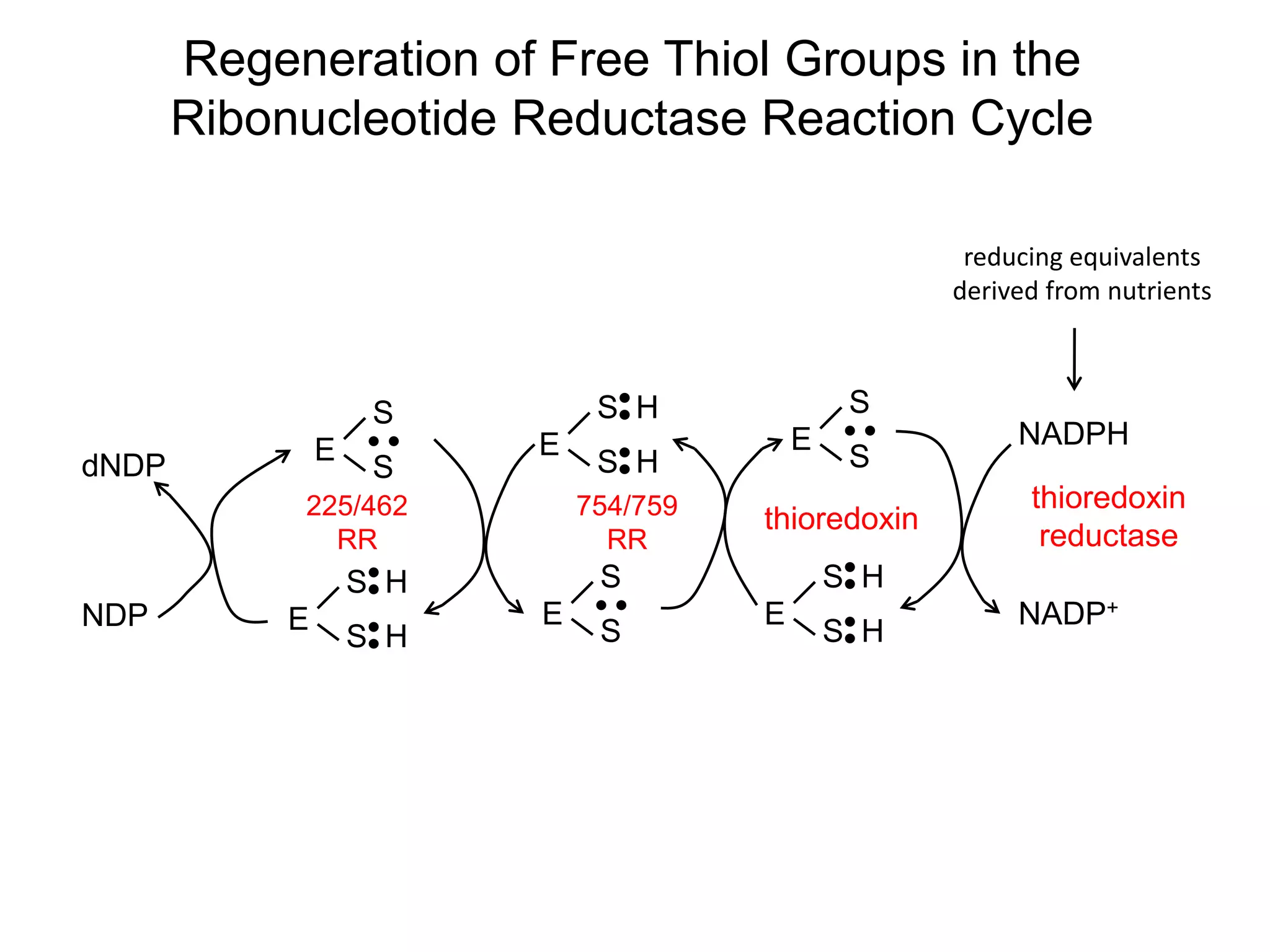 E
S
S
E
S H
S H
NDP
dNDP
225/462
RR
E
S H
S H
E
S
S
754/759
RR
E
S H
S H
E
S
S
thioredoxin
NADPH
NADP+
thioredoxin
reductase
reducing equivalents
derived from nutrients
Regeneration of Free Thiol Groups in the
Ribonucleotide Reductase Reaction Cycle
 
