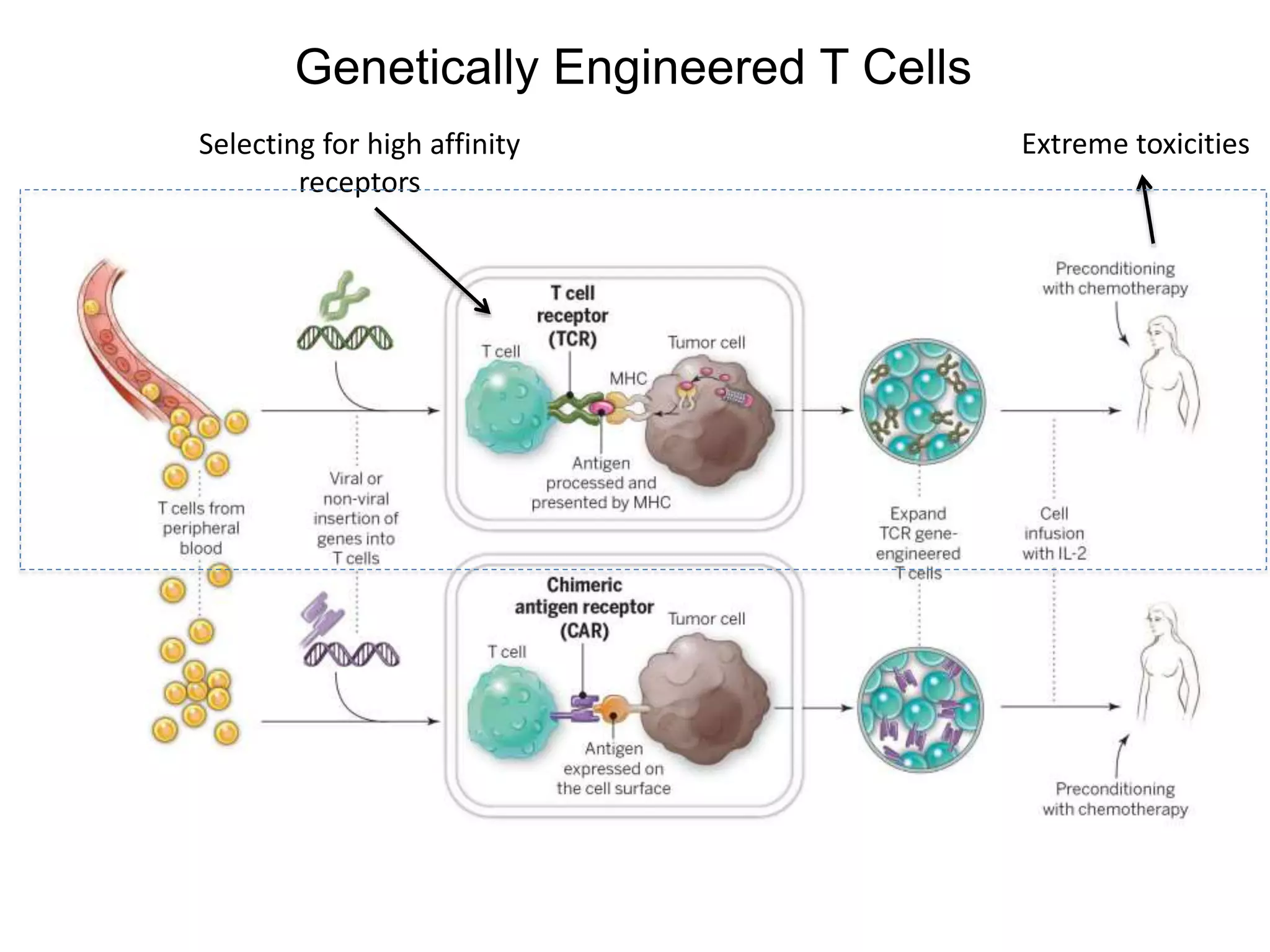 Genetically Engineered T Cells
Selecting for high affinity
receptors
Extreme toxicities
 