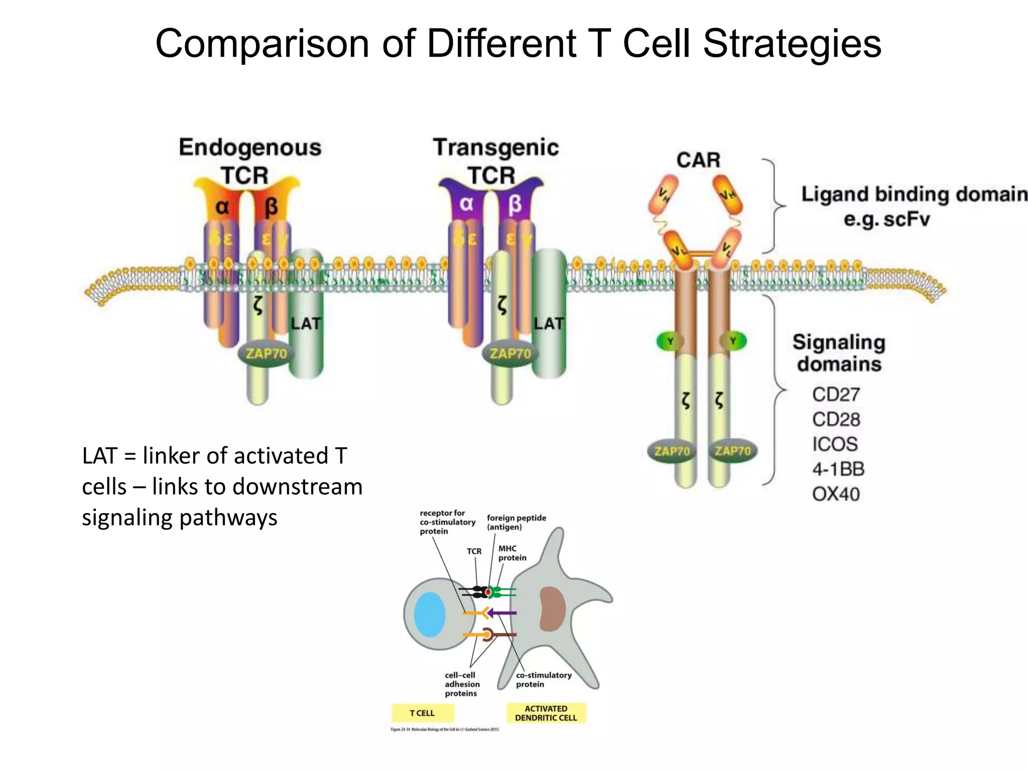 LAT = linker of activated T
cells – links to downstream
signaling pathways
Comparison of Different T Cell Strategies
 