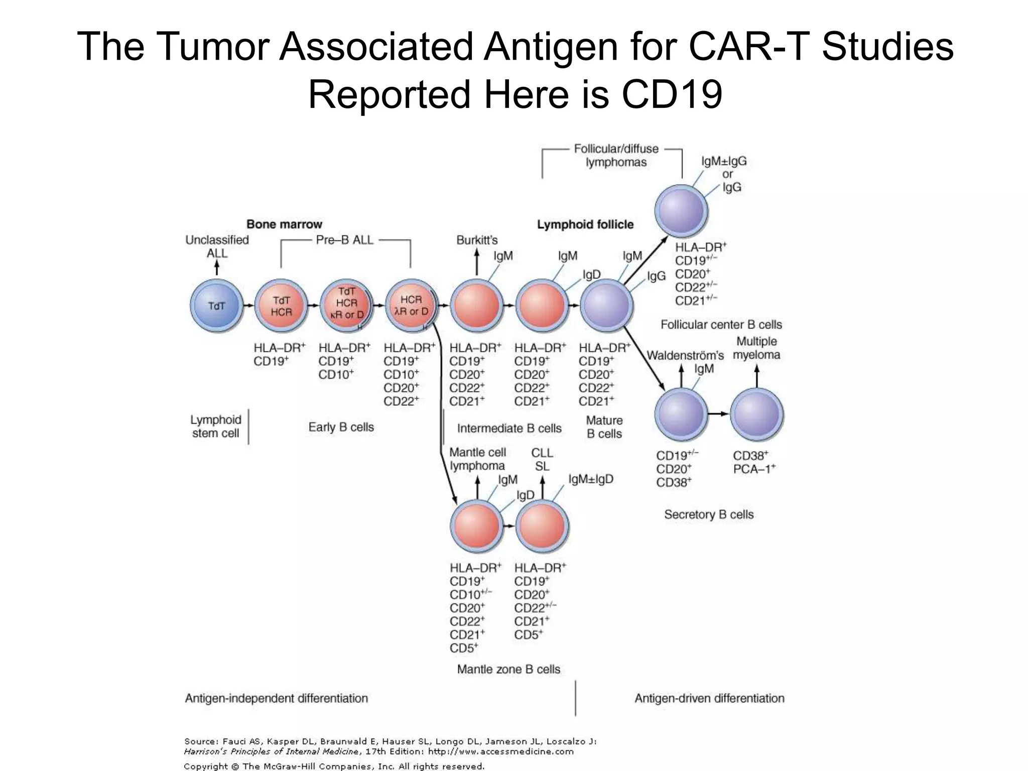 The Tumor Associated Antigen for CAR-T Studies
Reported Here is CD19
 