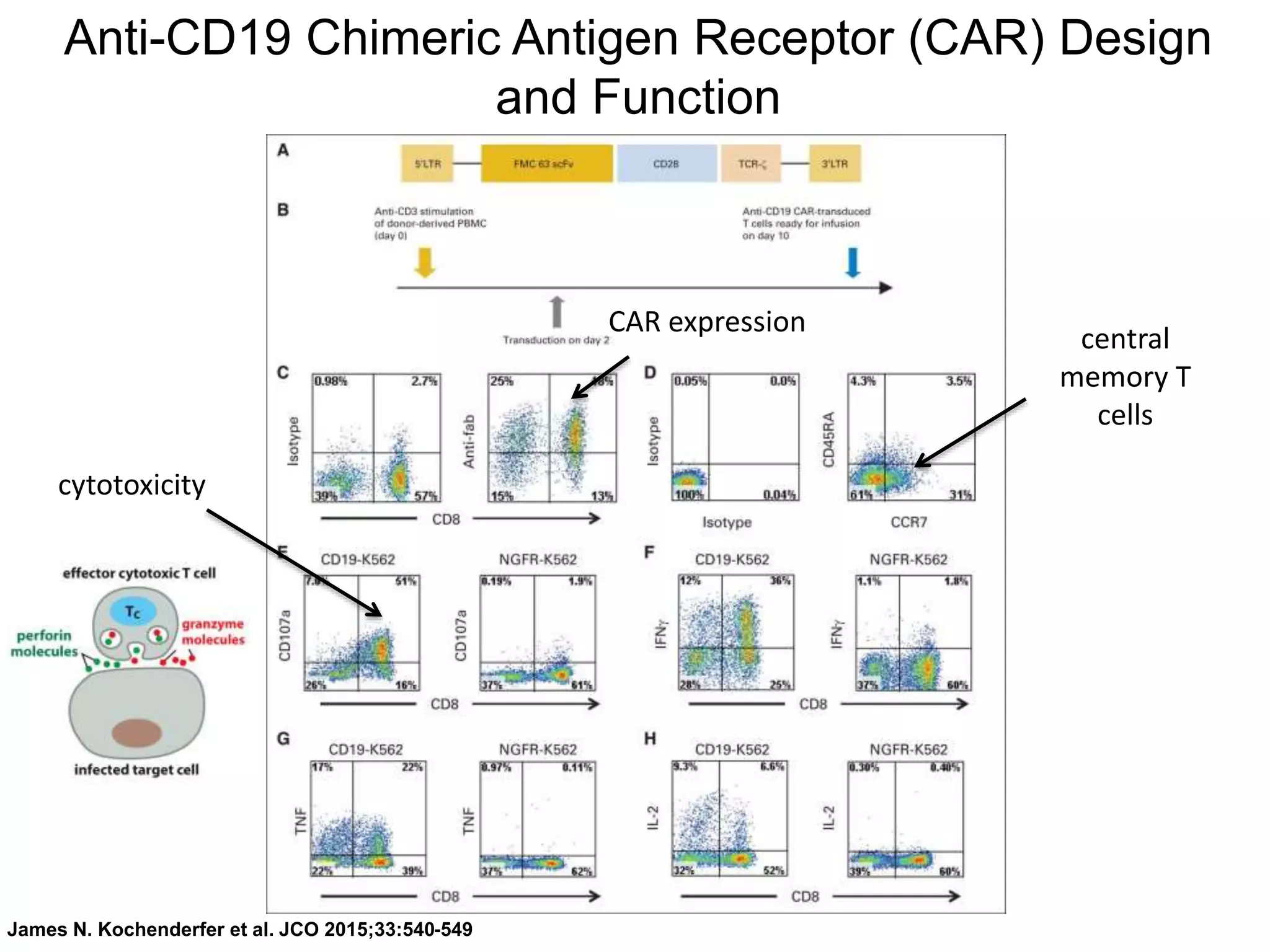 James N. Kochenderfer et al. JCO 2015;33:540-549
CAR expression
central
memory T
cells
cytotoxicity
Anti-CD19 Chimeric Antigen Receptor (CAR) Design
and Function
 
