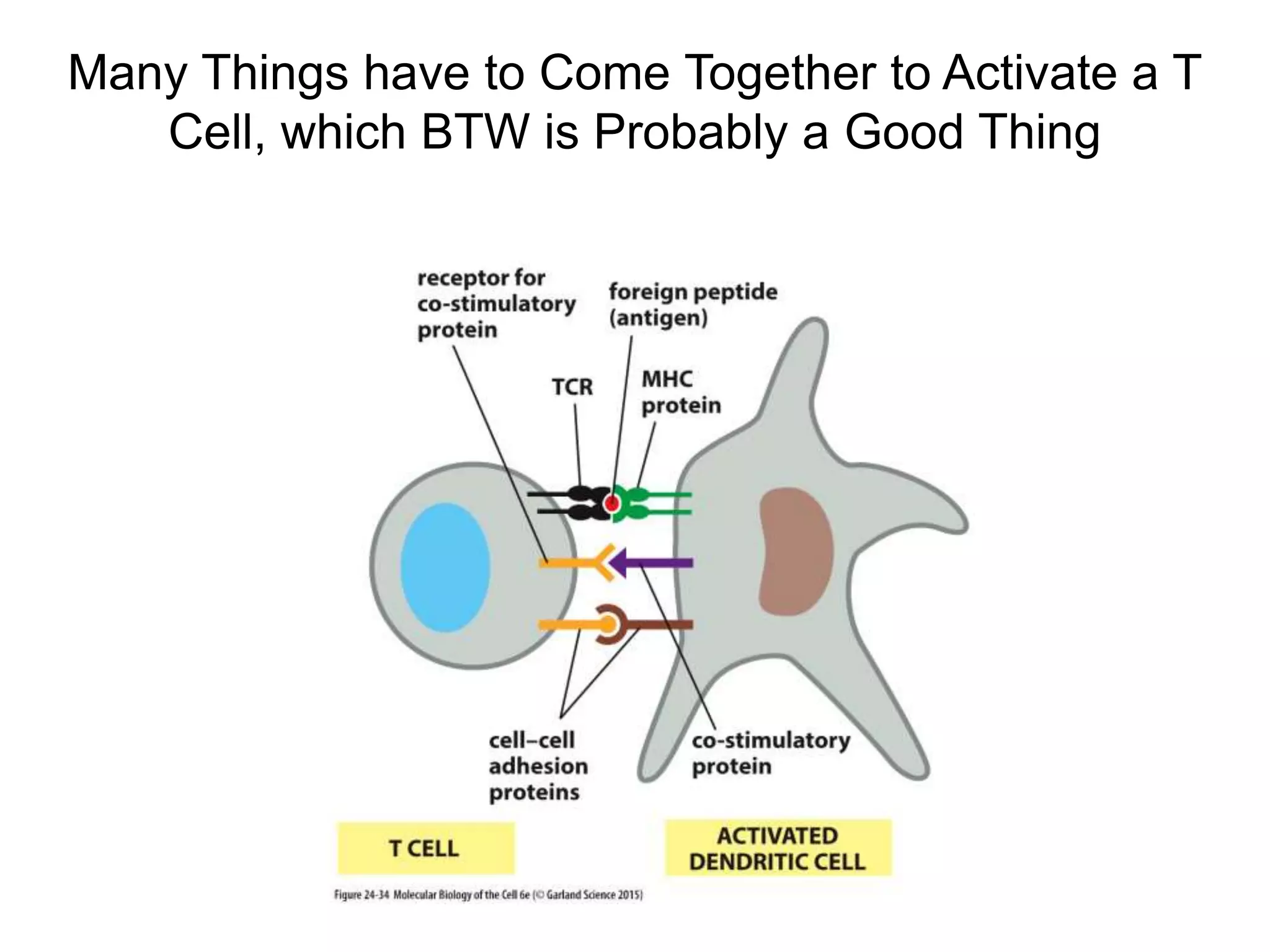 Many Things have to Come Together to Activate a T
Cell, which BTW is Probably a Good Thing
 