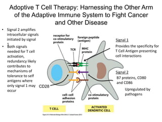 Adoptive T Cell Therapy: Harnessing the Other Arm
of the Adaptive Immune System to Fight Cancer
and Other Disease
Provides the specificity for
T Cell Antigen presenting
cell interactions
CD28
B7 proteins, CD80
and CD86
Signal 1
Signal 2
• Signal 2 amplifies
intracellular signals
initiated by signal
1
• Both signals
needed for T cell
activation,
redundancy likely
contributes to
mechanisms of
tolerance to self
antigens where
only signal 1 may
occur Upregulated by
pathogens
 