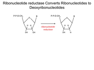 O
OHOH
BP-P-O-CH2
H H
O
HOH
BP-P-O-CH2
H H
ribonucleotide
reductase
Ribonucleotide reductase Converts Ribonucleotides to
Deoxyribonucleotides
 