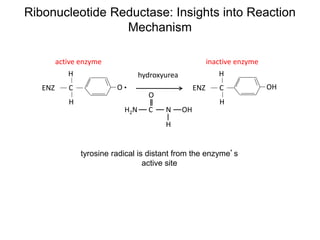 Ribonucleotide Reductase: Insights into Reaction
Mechanism
OC
H
H
ENZ OHC
H
H
ENZ
C N OH
H
O
H2N
hydroxyurea
active enzyme inactive enzyme
tyrosine radical is distant from the enzyme’s
active site
 