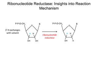 O
OHOH
BP-P-O-CH2
H H
3′ H exchanges
with solvent
Ribonucleotide Reductase: Insights into Reaction
Mechanism
O
HOH
BP-P-O-CH2
H H
ribonucleotide
reductase
 