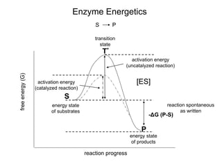 freeenergy(G)
reaction progress
S
P
-ΔG (P-S)
activation energy
(uncatalyzed reaction)
activation energy
(catalyzed reaction)
energy state
of substrates
energy state
of products
T*
transition
state
S P
reaction spontaneous
as written
Enzyme Energetics
[ES]
 