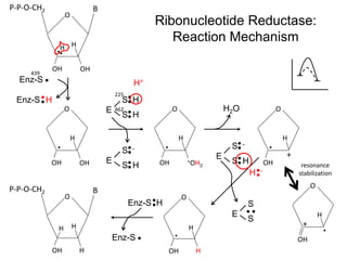 O
OHOH
O
+OH2OH
O
OH
+
O
OH H
O
OH
BP-P-O-CH2
H
H
O
OHOH
BP-P-O-CH2
H H
H H H
H H
Enz-S
Enz-S
E
S H
S H
E
S -
S H
H2O
O
OH
+
H
E
S -
S H
E
S
S
H+
H -
Enz-S H
Enz-S
Ribonucleotide Reductase:
Reaction Mechanism
439
225
462
H
resonance
stabilization
 