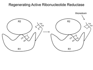 754
759
754
759
Regenerating Active Ribonucleotide Reductase
R1 R1
R2 R2
thioredoxin
 