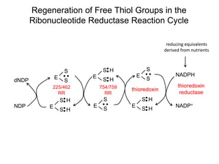 E
S
S
E
S H
S H
NDP
dNDP
225/462
RR
E
S H
S H
E
S
S
754/759
RR
E
S H
S H
E
S
S
thioredoxin
NADPH
NADP+
thioredoxin
reductase
reducing equivalents
derived from nutrients
Regeneration of Free Thiol Groups in the
Ribonucleotide Reductase Reaction Cycle
 