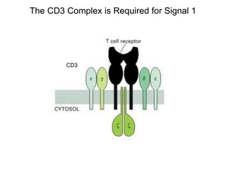 The CD3 Complex is Required for Signal 1
CD3
 