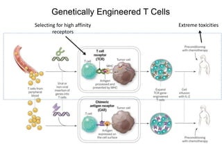 Genetically Engineered T Cells
Selecting for high affinity
receptors
Extreme toxicities
 