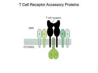T Cell Receptor Accessory Proteins
CD3
 