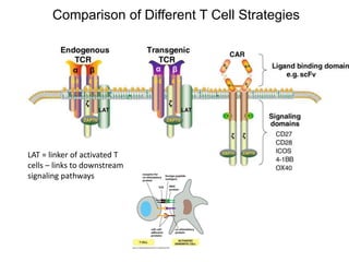 LAT = linker of activated T
cells – links to downstream
signaling pathways
Comparison of Different T Cell Strategies
 
