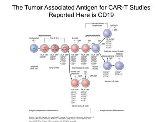 The Tumor Associated Antigen for CAR-T Studies
Reported Here is CD19
 