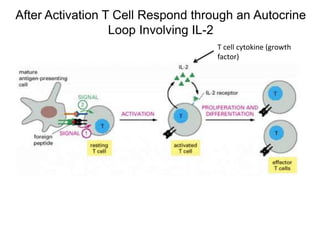 After Activation T Cell Respond through an Autocrine
Loop Involving IL-2
T cell cytokine (growth
factor)
 
