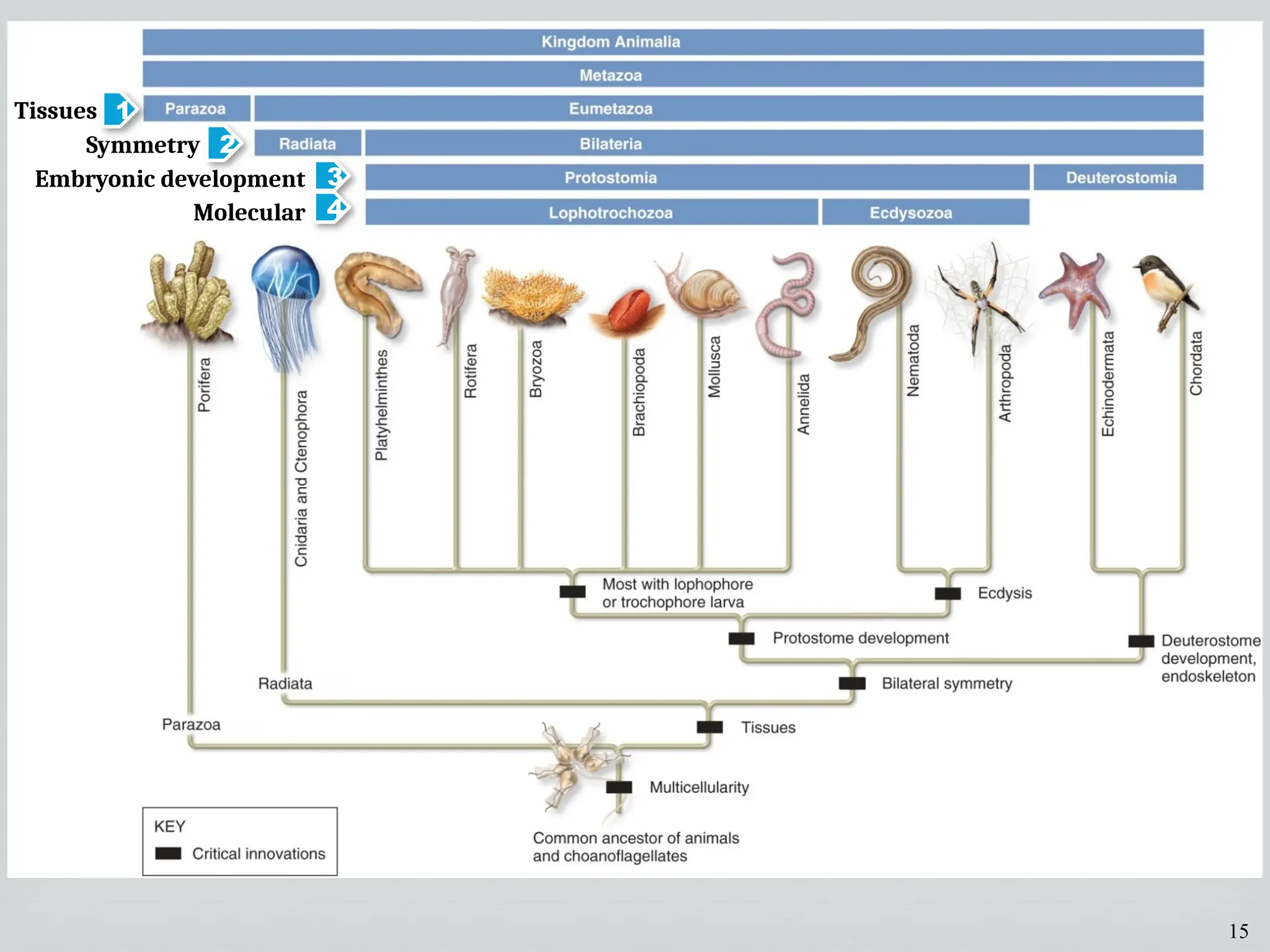 15
1
2
3
Tissues
Symmetry
Embryonic development
4
Molecular
 
