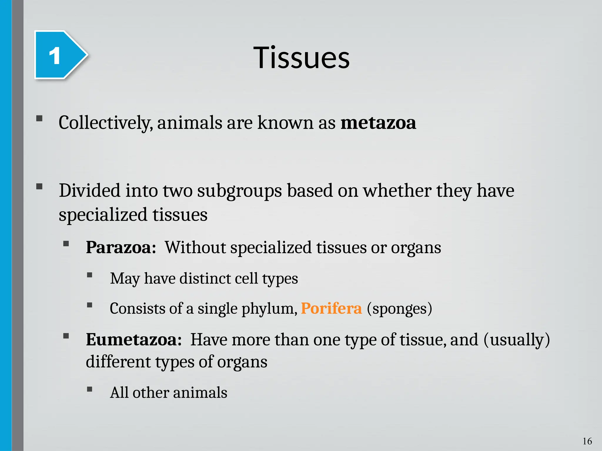 16
 Collectively, animals are known as metazoa
 Divided into two subgroups based on whether they have
specialized tissues
 Parazoa: Without specialized tissues or organs
 May have distinct cell types
 Consists of a single phylum, Porifera (sponges)
 Eumetazoa: Have more than one type of tissue, and (usually)
different types of organs
 All other animals
Tissues
1
 