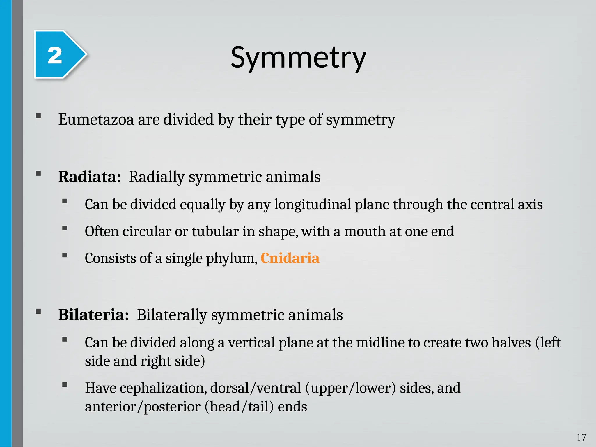 17
 Eumetazoa are divided by their type of symmetry
 Radiata: Radially symmetric animals
 Can be divided equally by any longitudinal plane through the central axis
 Often circular or tubular in shape, with a mouth at one end
 Consists of a single phylum, Cnidaria
 Bilateria: Bilaterally symmetric animals
 Can be divided along a vertical plane at the midline to create two halves (left
side and right side)
 Have cephalization, dorsal/ventral (upper/lower) sides, and
anterior/posterior (head/tail) ends
Symmetry
2
 