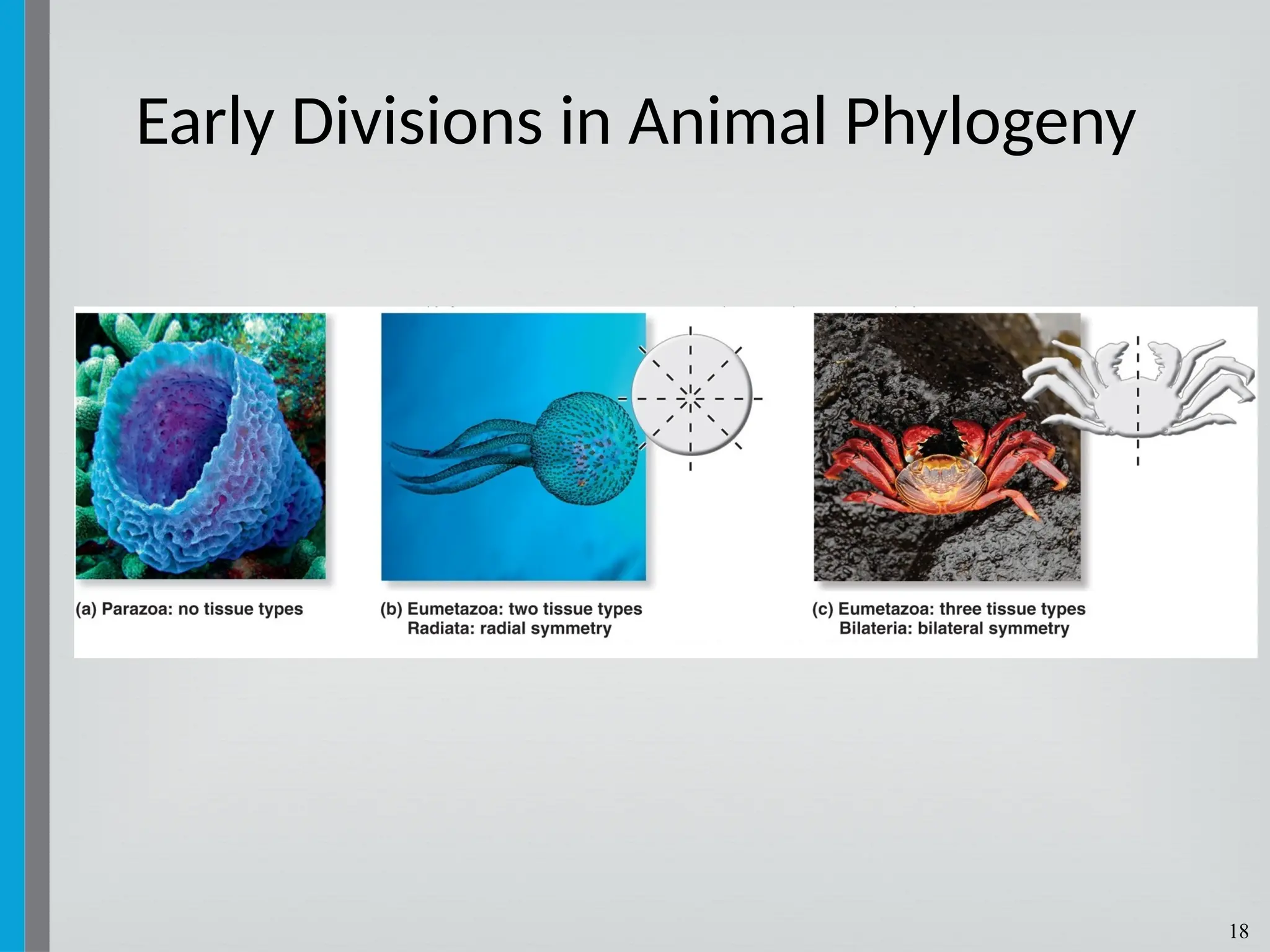 18
Early Divisions in Animal Phylogeny
 