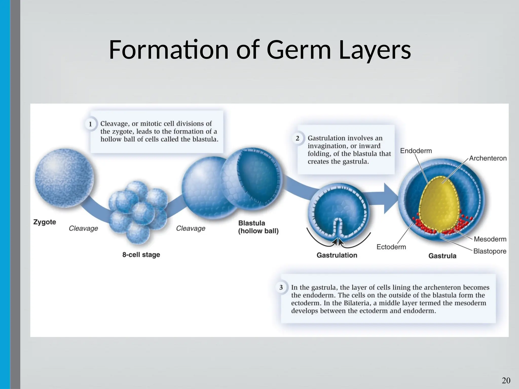 20
Formation of Germ Layers
 