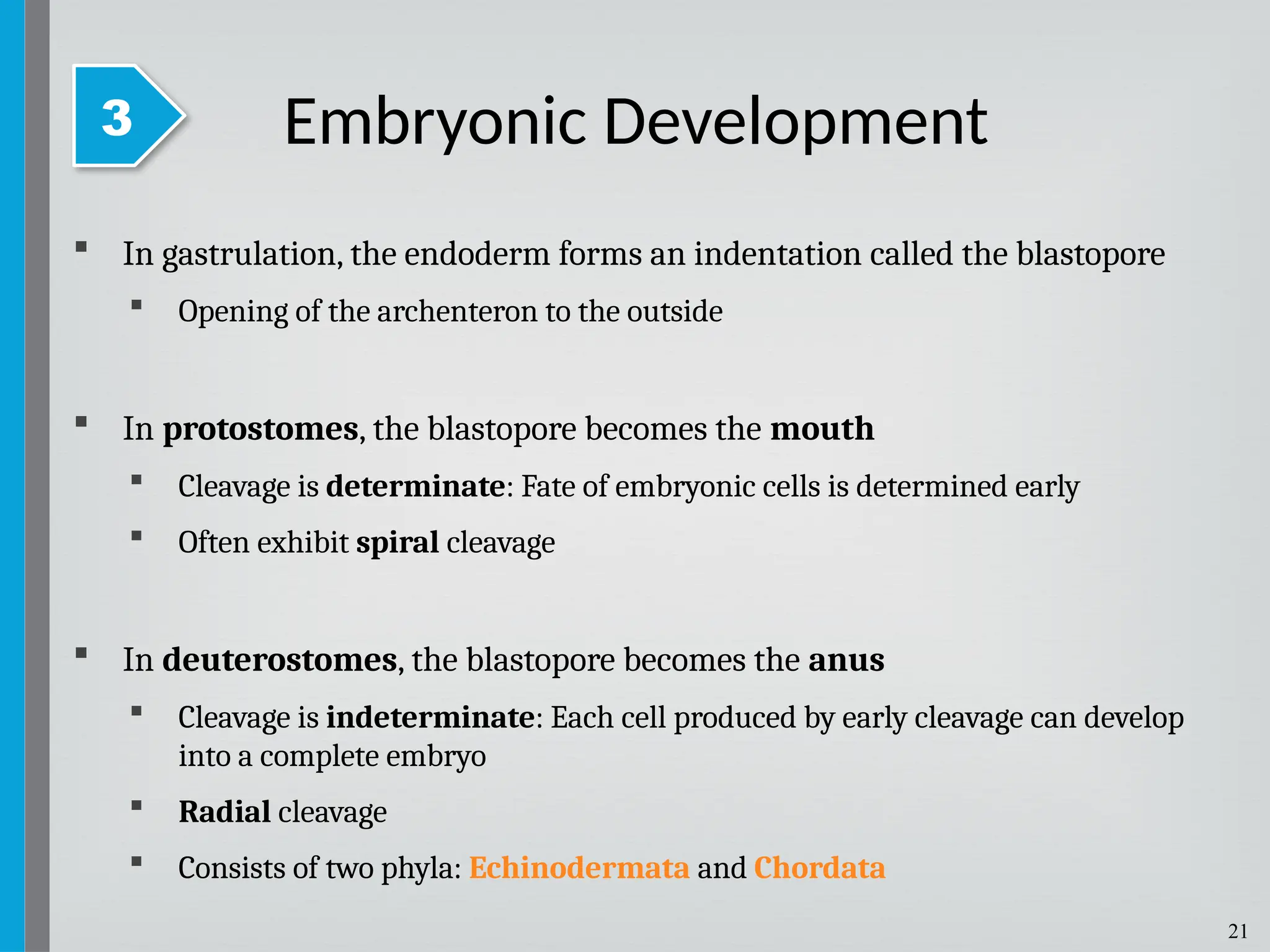 21
 In gastrulation, the endoderm forms an indentation called the blastopore
 Opening of the archenteron to the outside
 In protostomes, the blastopore becomes the mouth
 Cleavage is determinate: Fate of embryonic cells is determined early
 Often exhibit spiral cleavage
 In deuterostomes, the blastopore becomes the anus
 Cleavage is indeterminate: Each cell produced by early cleavage can develop
into a complete embryo
 Radial cleavage
 Consists of two phyla: Echinodermata and Chordata
Embryonic Development
3
 