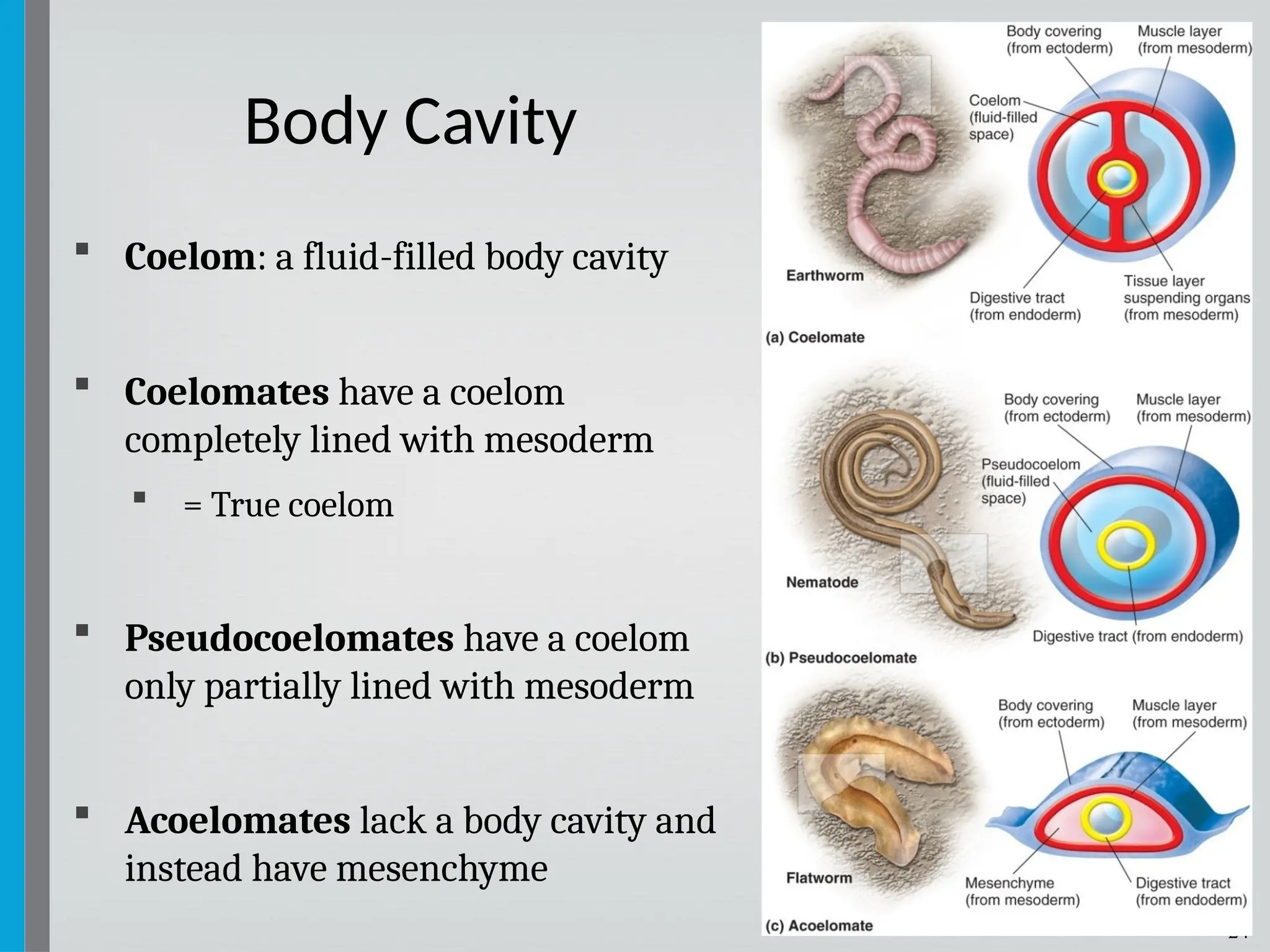 24
 Coelom: a fluid-filled body cavity
 Coelomates have a coelom
completely lined with mesoderm
 = True coelom
 Pseudocoelomates have a coelom
only partially lined with mesoderm
 Acoelomates lack a body cavity and
instead have mesenchyme
Body Cavity
 